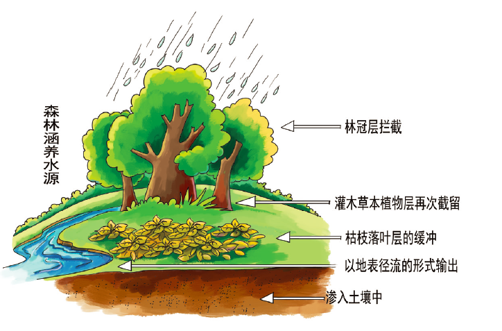 森林生态系统是如何涵养水源的？降雨，然后吸收~这么简单吗？