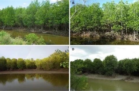 通过再造林恢复红树林生态系统碳储量——以泰国东南部废弃虾塘为例